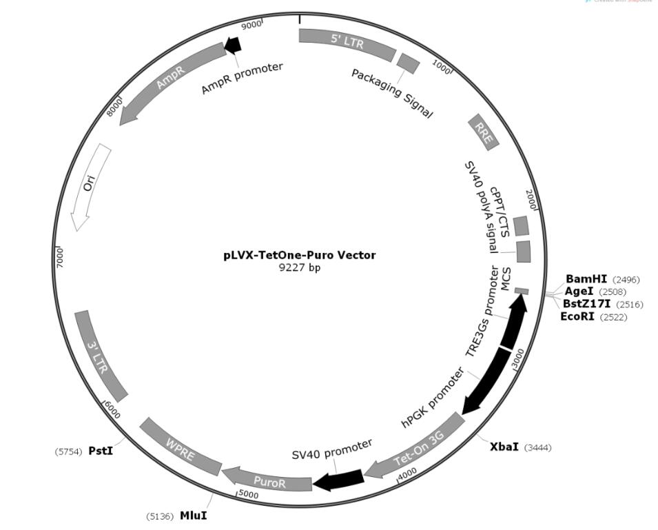 pLVX-TetOne-Puro.jpg