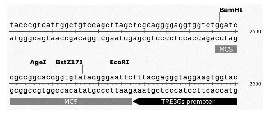 pLVX-TetOne-Puro-MCS.jpg