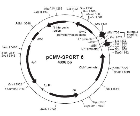 pCMV-SPORT6-map-1.jpg